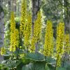 Ligularia Sibirica